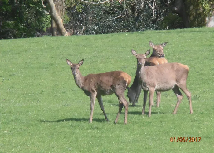 Kiln Apartman Cill Airne